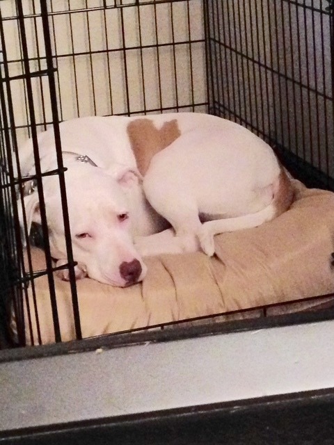 Rae curled up asleep on her bed