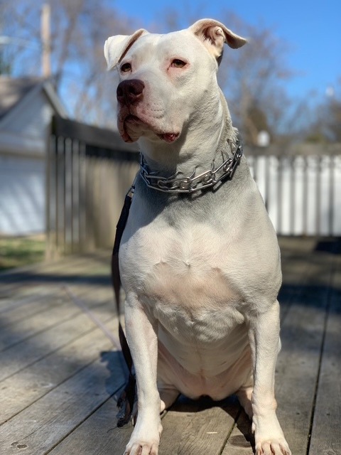 Rae sitting proudly in the sunshine